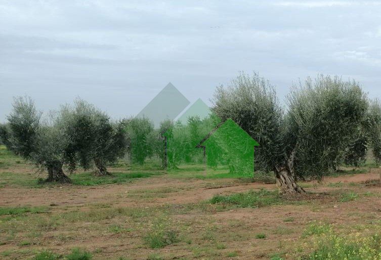 TERRAIN dans MONTIJO