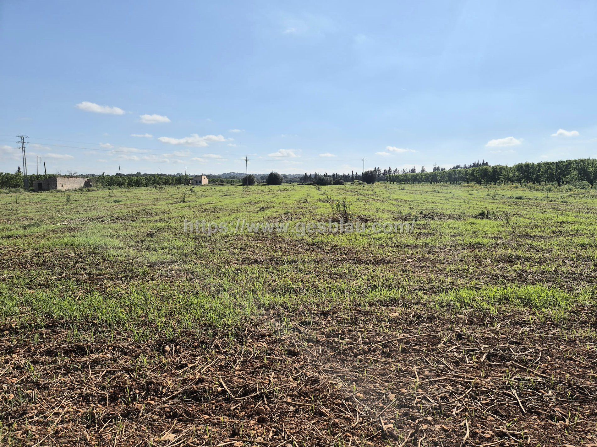 Finca rústica edificable entre Muro y Llubí con fácil acceso