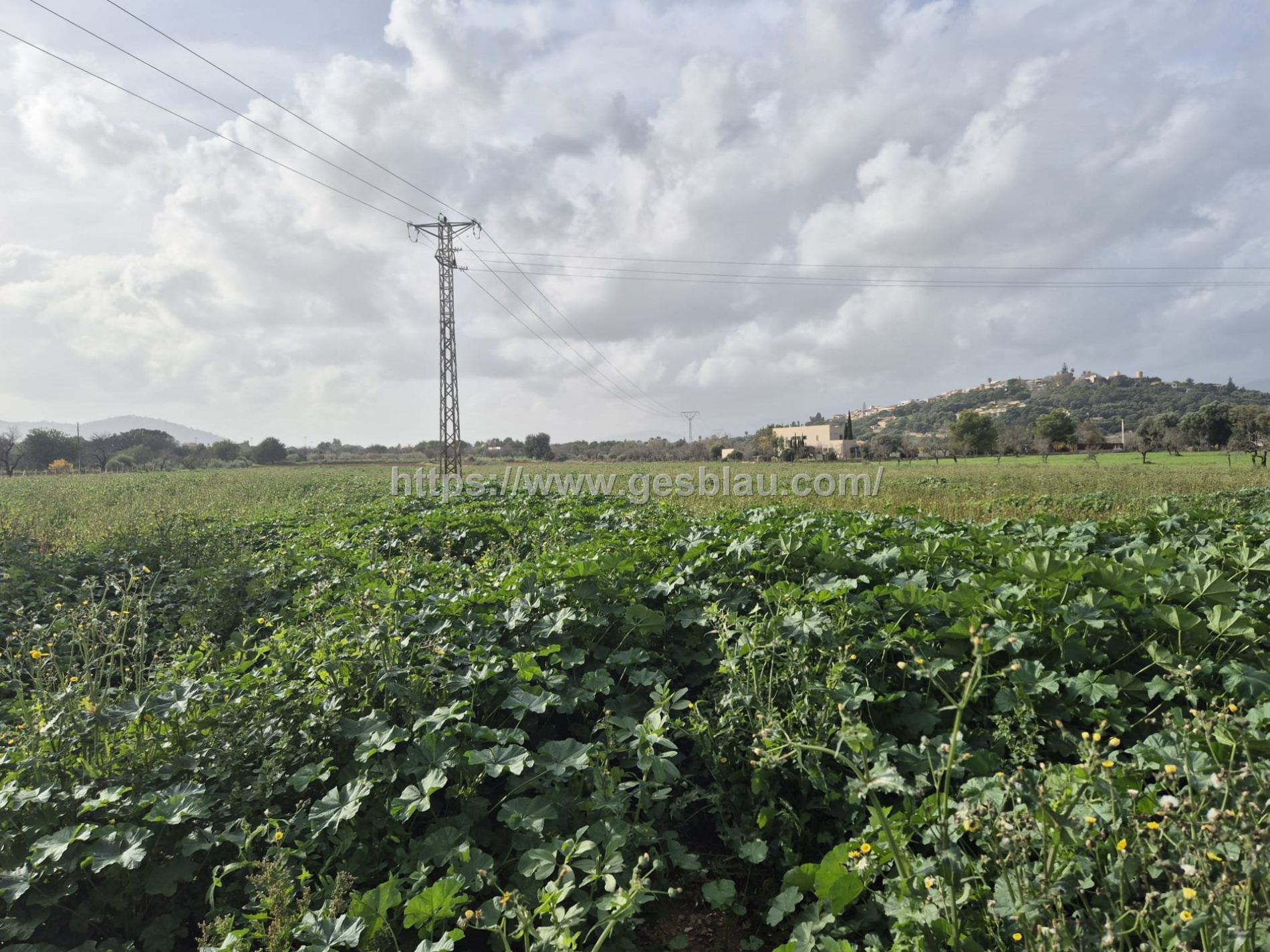 FINCA RÚSTICA EDIFICABLE